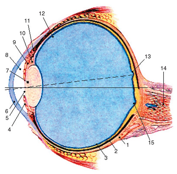 Иллюстрация к книге — Здоровый мужчина в вашем доме [i_120.jpg]