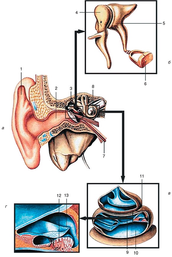 Иллюстрация к книге — Здоровый мужчина в вашем доме [i_122.jpg]