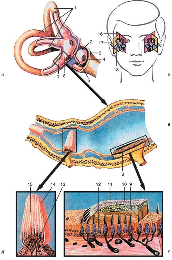 Иллюстрация к книге — Здоровый мужчина в вашем доме [i_123.jpg]