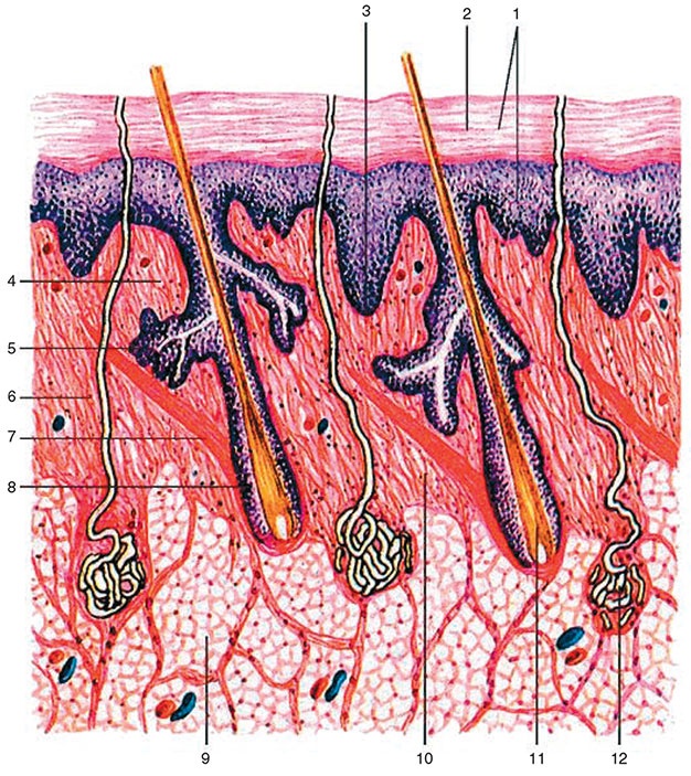 Иллюстрация к книге — Здоровый мужчина в вашем доме [i_124.jpg]