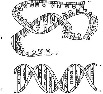 Иллюстрация к книге — Атлас. Анатомия и физиология человека [_02.jpg]