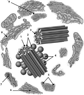 Иллюстрация к книге — Атлас. Анатомия и физиология человека [_04.jpg]
