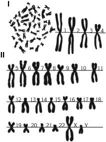 Иллюстрация к книге — Атлас. Анатомия и физиология человека [_06.jpg]