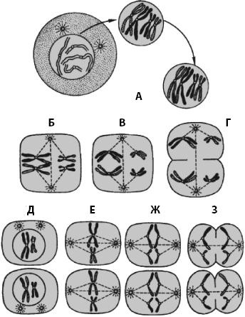 Иллюстрация к книге — Атлас. Анатомия и физиология человека [_09.jpg]
