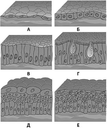 Иллюстрация к книге — Атлас. Анатомия и физиология человека [_11.jpg]
