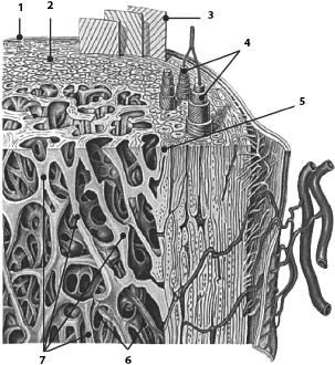 Иллюстрация к книге — Атлас. Анатомия и физиология человека [_14a.jpg]