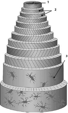 Иллюстрация к книге — Атлас. Анатомия и физиология человека [_14b.jpg]