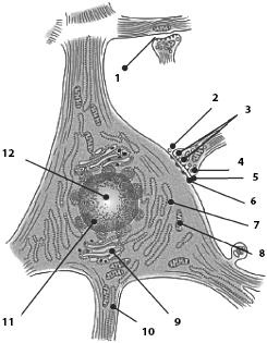 Иллюстрация к книге — Атлас. Анатомия и физиология человека [_16.jpg]