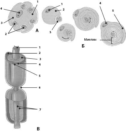 Иллюстрация к книге — Атлас. Анатомия и физиология человека [_17.jpg]