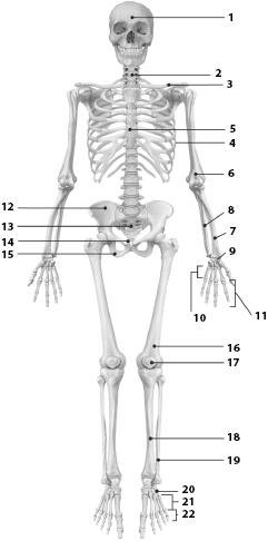Иллюстрация к книге — Атлас. Анатомия и физиология человека [_20.jpg]