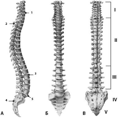 Иллюстрация к книге — Атлас. Анатомия и физиология человека [_22.jpg]