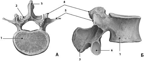 Иллюстрация к книге — Атлас. Анатомия и физиология человека [_23.jpg]