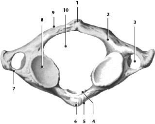 Иллюстрация к книге — Атлас. Анатомия и физиология человека [_24.jpg]