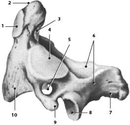 Иллюстрация к книге — Атлас. Анатомия и физиология человека [_25.jpg]
