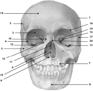 Иллюстрация к книге — Атлас. Анатомия и физиология человека [_26b.jpg]