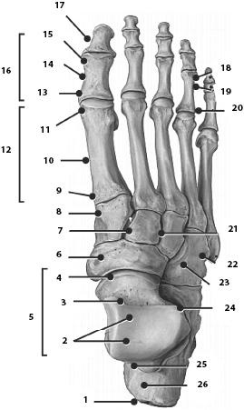 Иллюстрация к книге — Атлас. Анатомия и физиология человека [_29.jpg]