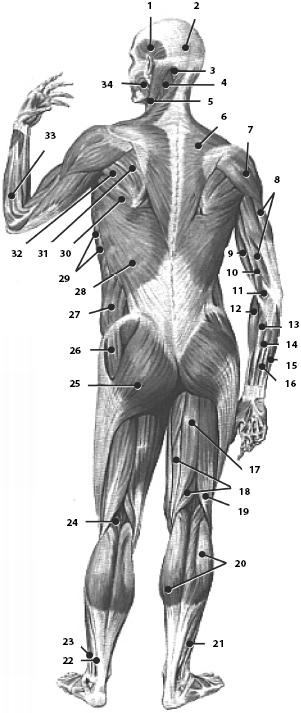 Иллюстрация к книге — Атлас. Анатомия и физиология человека [_31.jpg]