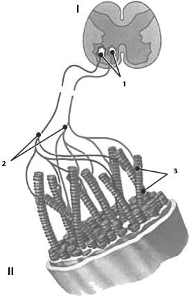 Иллюстрация к книге — Атлас. Анатомия и физиология человека [_32.jpg]