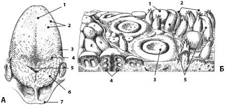 Иллюстрация к книге — Атлас. Анатомия и физиология человека [_35.jpg]