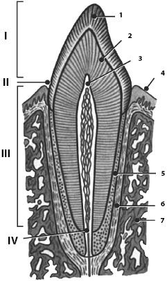 Иллюстрация к книге — Атлас. Анатомия и физиология человека [_37.jpg]