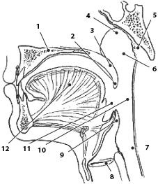Иллюстрация к книге — Атлас. Анатомия и физиология человека [_38.jpg]