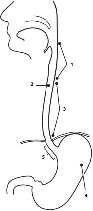 Иллюстрация к книге — Атлас. Анатомия и физиология человека [_39.jpg]