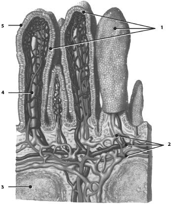 Иллюстрация к книге — Атлас. Анатомия и физиология человека [_41.jpg]
