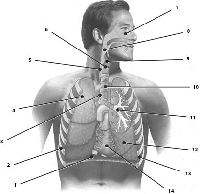 Иллюстрация к книге — Атлас. Анатомия и физиология человека [_44.jpg]