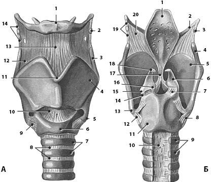 Иллюстрация к книге — Атлас. Анатомия и физиология человека [_45.jpg]