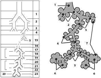 Иллюстрация к книге — Атлас. Анатомия и физиология человека [_46.jpg]