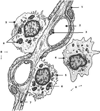 Иллюстрация к книге — Атлас. Анатомия и физиология человека [_47.jpg]