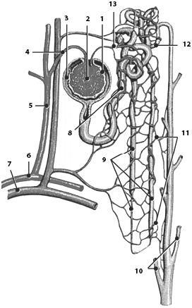 Иллюстрация к книге — Атлас. Анатомия и физиология человека [_50.jpg]