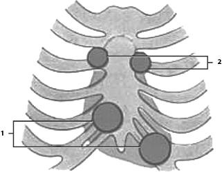 Иллюстрация к книге — Атлас. Анатомия и физиология человека [_60.jpg]