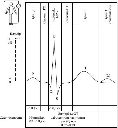 Иллюстрация к книге — Атлас. Анатомия и физиология человека [_61.jpg]