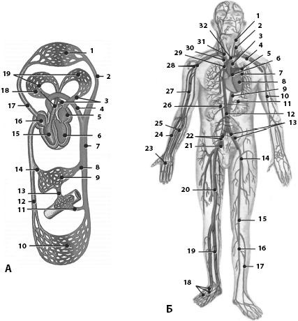 Иллюстрация к книге — Атлас. Анатомия и физиология человека [_62.jpg]
