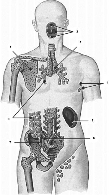 Иллюстрация к книге — Атлас. Анатомия и физиология человека [_64.jpg]