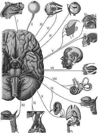 Иллюстрация к книге — Атлас. Анатомия и физиология человека [_69.jpg]