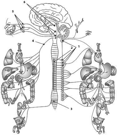 Иллюстрация к книге — Атлас. Анатомия и физиология человека [_72.jpg]