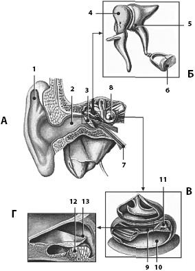 Иллюстрация к книге — Атлас. Анатомия и физиология человека [_75.jpg]