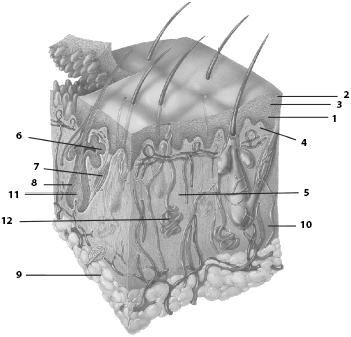 Иллюстрация к книге — Атлас. Анатомия и физиология человека [_77.jpg]