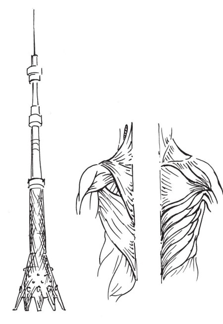 Иллюстрация к книге — Позвоночник без боли. Курс изометрической гимнастики [i_005.jpg]