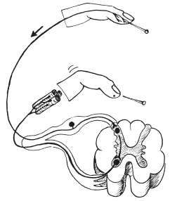 Иллюстрация к книге — Система "Живая осанка". Уникальный курс постановки осанки за 30 дней [Autogen_eBook_id16.jpg]