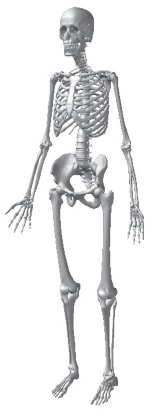 Иллюстрация к книге — Система "Живая осанка". Уникальный курс постановки осанки за 30 дней [Autogen_eBook_id21.jpg]