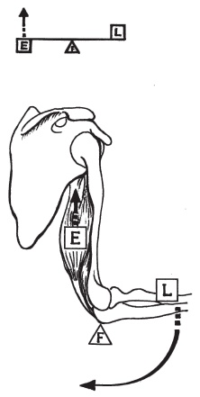 Иллюстрация к книге — Система "Живая осанка". Уникальный курс постановки осанки за 30 дней [Autogen_eBook_id22.jpg]