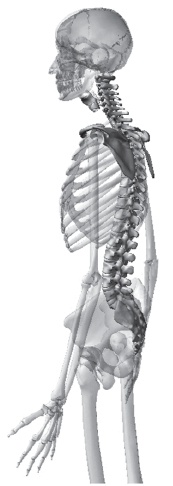 Иллюстрация к книге — Система "Живая осанка". Уникальный курс постановки осанки за 30 дней [Autogen_eBook_id25.jpg]