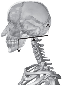 Иллюстрация к книге — Система "Живая осанка". Уникальный курс постановки осанки за 30 дней [Autogen_eBook_id32.jpg]