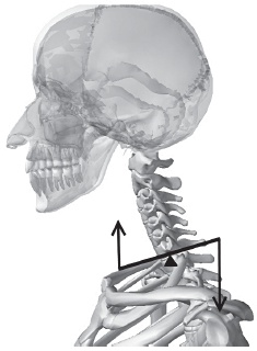 Иллюстрация к книге — Система "Живая осанка". Уникальный курс постановки осанки за 30 дней [Autogen_eBook_id35.jpg]