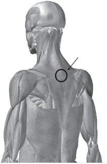 Иллюстрация к книге — Система "Живая осанка". Уникальный курс постановки осанки за 30 дней [Autogen_eBook_id39.jpg]