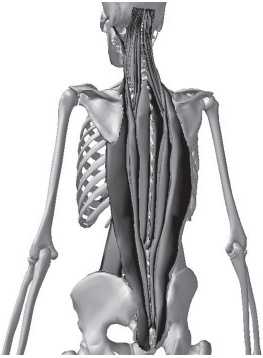 Иллюстрация к книге — Система "Живая осанка". Уникальный курс постановки осанки за 30 дней [Autogen_eBook_id47.jpg]