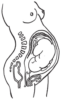 Иллюстрация к книге — Система "Живая осанка". Уникальный курс постановки осанки за 30 дней [Autogen_eBook_id49.jpg]